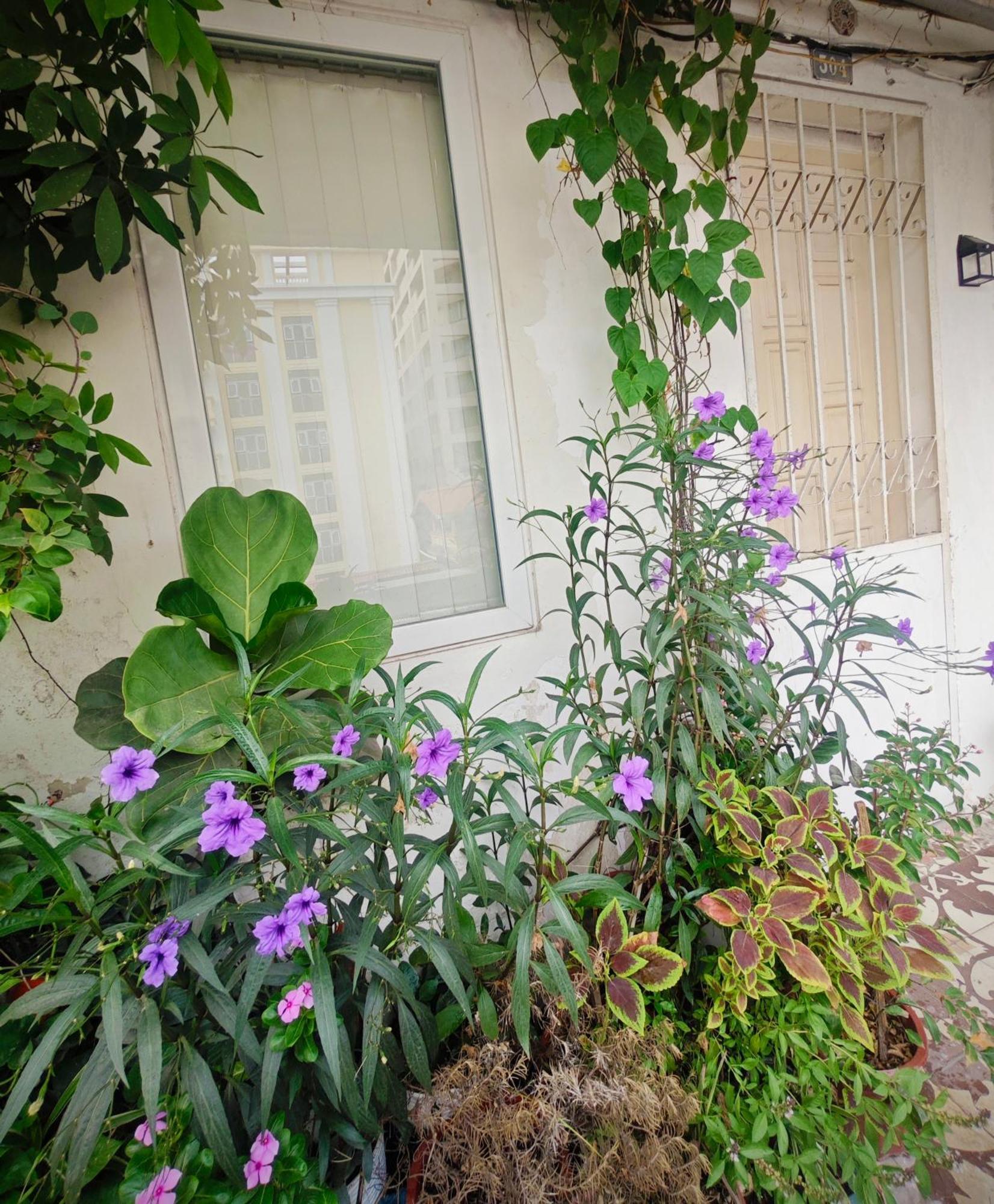 Cuc Cu Nest * Hanoi